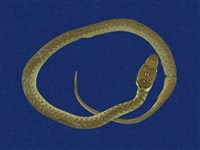 藏品(草花蛇)的圖片